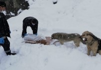 Hakkari'de Sokak Hayvanları Karlı Günlerde De Unutulmadı Haberi