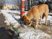 Sokak Hayvanlarına Belediye Şefkati Haberi