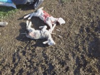 Çoban Köpeği Bağlı Olunca Sokak Köpekleri 2 Kuzuyu Parçaladı