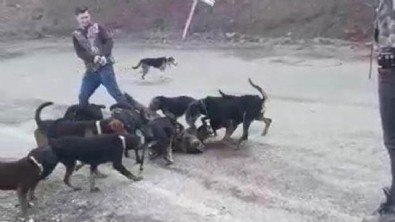 Denizli'de şoke eden görüntü! Köpeklere parçalattı...