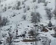 Çukurca'da Yabani Domuz Sürüsü Görüntülendi Haberi