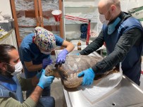 Deniz Kaplumbağalarının Rutin Bakımları Titizlikle Yapılıyor Haberi