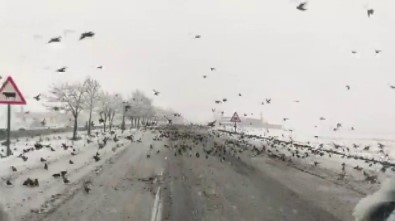 Diyarbakır'da Aç Kalan Kuş Sürüleri Yollara İndi