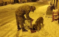 Jandarma Sokak Hayvanları İçin Doğaya Yem Bıraktı