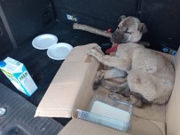 Akdağ'da Donmak Üzere Olan Köpeğin İmdadına Vatandaşlar Yetişti Haberi