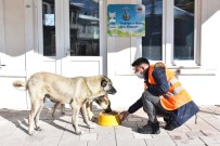 İnönü Belediyesi Sokak Hayvanlarına Mama Ve Sevgi Desteğini Sürdürüyor