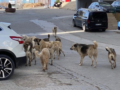 Mardin'de Sokak Köpekleri Çocuklara Saldırdı