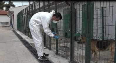 Sokak Hayvanları Tedavi Ve Rehabilitasyon Merkezi Hizmet Vermeye Devam Ediyor