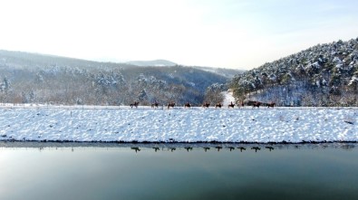 Uludağ'ın Eteklerinde Dörtnala Özgürlük