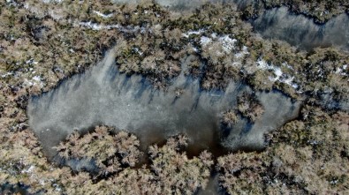 (Özel) Buz Tutan Longoz Ormanları Görenleri Büyülüyor