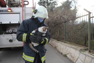 Ağaçta Saatlerce Mahsur Kalan Kedi Kurtarılınca Mama Kavanozuna Saldırdı