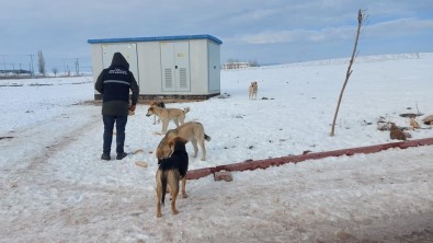 Aslanapa Belediyesi'nden Sokak Hayvanlarına Yiyecek