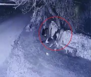 Bahçe Duvarından Aşırarak Buzağı Çalan Hırsızlar Güvenlik Kamerasında Haberi