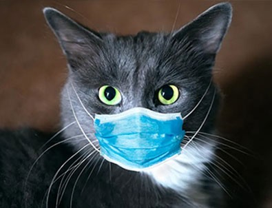 Güney Kore'de bir ilk! O da koronavirüse yakalandı!