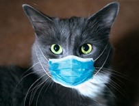 DANIMARKA - Güney Kore'de bir ilk! O da koronavirüse yakalandı!