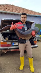 Hirfanlı Barajında 25 Kiloluk Sazan Balığı Yakalandı