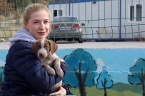 Pandemi Döneminde Birçok Hayvan Yuvasız Kaldı