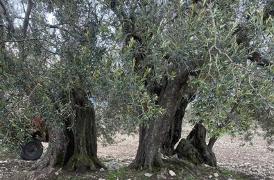 Soma'da 3 Zeytin Ağacına 'Anıt Ağaç' Tescili