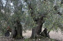 Soma'da 3 Zeytin Ağacına 'Anıt Ağaç' Tescili Haberi