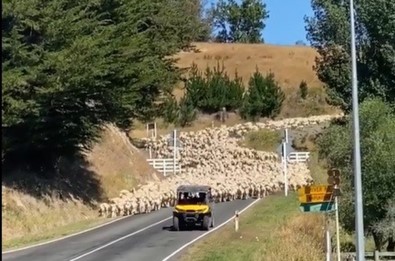 Yeni Zelanda'da 3 Bin Kuzu Köprüyü Trafiğe Kapattı