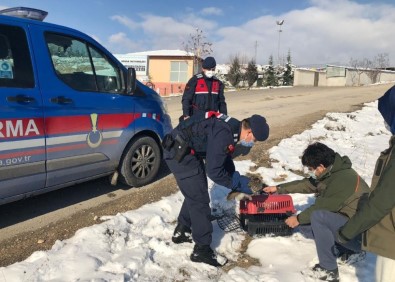 Bitkin Haldeki Baykuş Koruma Altına Alındı