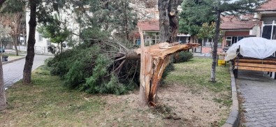 Buldan'da Ağaçlar Şiddetli Rüzgara Dayanamadı
