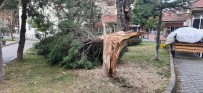 Buldan'da Ağaçlar Şiddetli Rüzgara Dayanamadı Haberi
