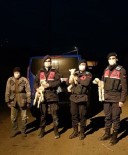 Jandarma Donmak Üzere Olan Başıboş Kuzuları Sahibine Teslim Etti