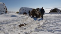 Muş'ta Besicilerin Kış Mevsiminde En Büyük Destekçileri Atlı Kızaklar Haberi