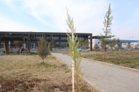 Bismil Devlet Hastanesi Bahçesine 600 Fidan Dikildi Haberi