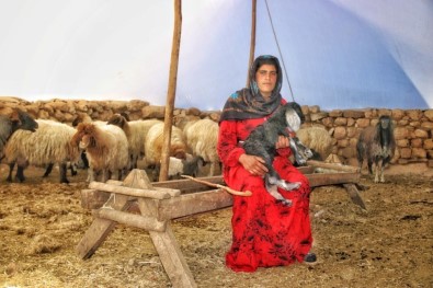 Çocukluğundan Beri Çobanlık Yapan Ayten, 'Anne Şefkatiyle' Kuzulara Bakıyor