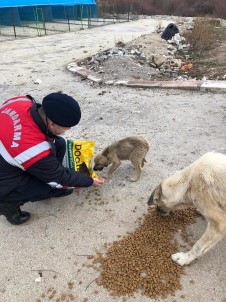 Jandarma Sokak Hayvanlarını Elleriyle Besledi