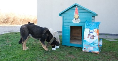 Mahçiçek Açıklaması 'Can Dostlarımız Bize Emanet'