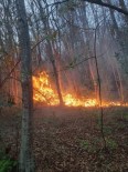 Sinop'ta Orman Yangını Haberi