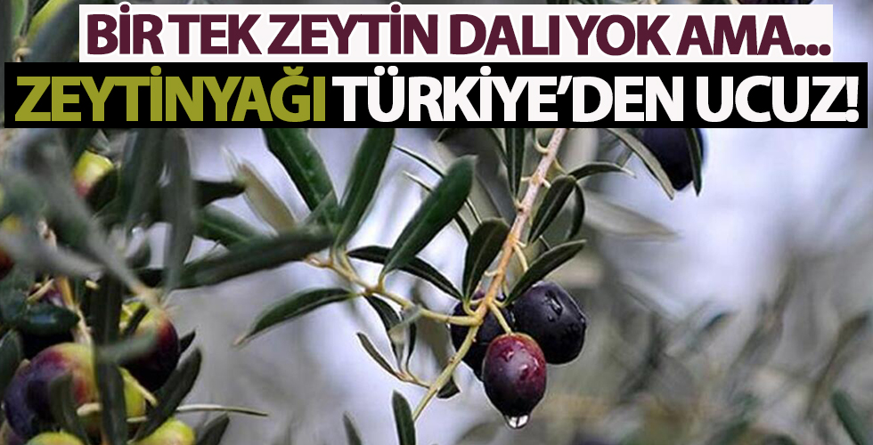 Tek bir zeytin ağaçları yok ama zeytinyağı Türkiye'den daha uzuc!