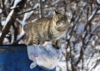 Aç Kalan Kediler Çöp Konteynerlerine Dadandı Haberi