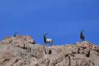 Avcılardan Korudukları Yaban Keçilerinin Sayısı 500'Ü Buldu Haberi