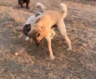 Köpekleri Dövüş Adı Altında Birbirine Parçalattılar Haberi