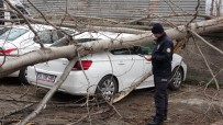 Samsun'da Şiddetli Rüzgarda Kırılan Ağaç Otomobilin Üzerine Düştü Haberi