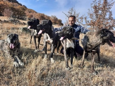 Tomarza'nın Çapar Köpekleri Büyük İlgi Görüyor