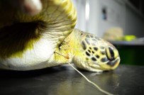 Dalaman'da Yaralı Bulunan Deniz Kaplumbağası Tedavi Altına Alındı