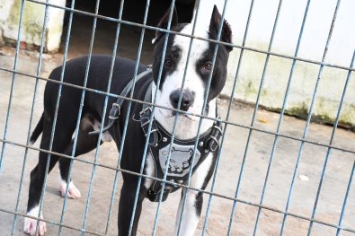 Kuşadası'nda ' Yasak Irk ' Tartışması