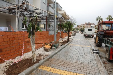Marmaris'te Cadde Yenilemesi Sırasında Kaldırılan Ağaçlar Yeniden Toprakla Buluştu