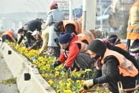 Başkent Menekşe Kokacak