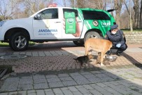Jandarma Sokak Hayvanlarını Besledi Haberi