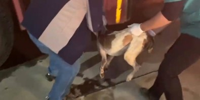 Sulama Kanalına Düşen Köpeği İtfaiye Ekipleri Kurtardı