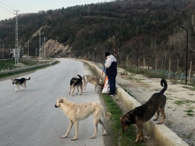 Türkeli'de Sokağa Çıkma Kısıtlamasında Sokak Hayvanları Unutulmadı