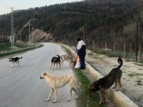 Türkeli'de Sokağa Çıkma Kısıtlamasında Sokak Hayvanları Unutulmadı Haberi