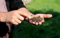 Adana'da Arı Ölümleri