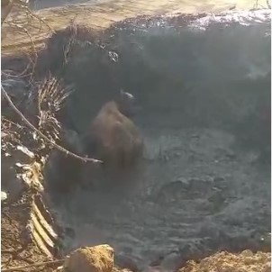 Bingöl'de Çamura Saplanan İnek Kurtarıldı